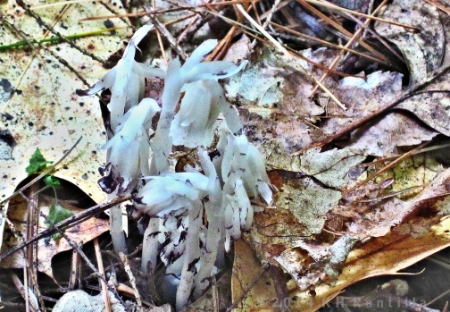 Indian Pipes at Rhododendron State Park 2011