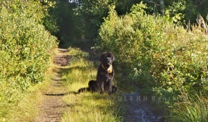 Aggie loving yesterday's walk waiting for us to catch up on the way back.